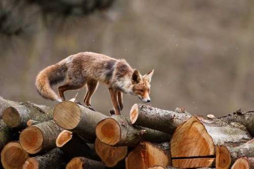 everythingfox - This Fox Has Mastered the Art of Balance 