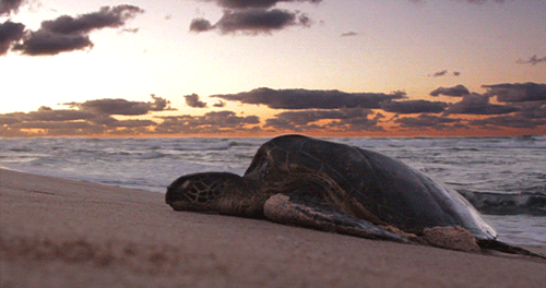 turtlefeed - This serene sea turtle comes from 28 Stunning...