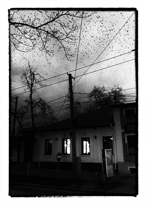 tanyaluca:Night over the birds…Birds over the city…