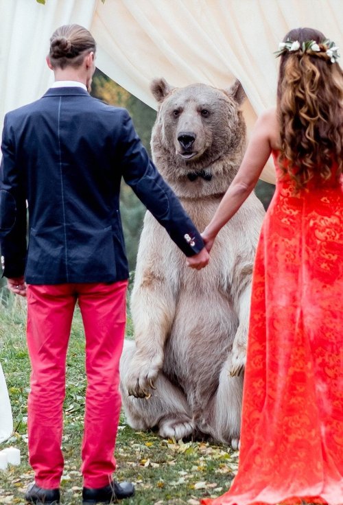 finofilipino - La típica boda rusa en la que te casa un oso de...
