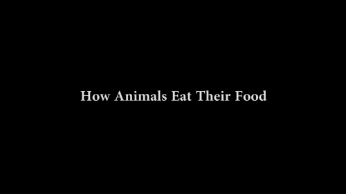 unrepentantwarriorpriest:unabating:How Animals Eat Their...