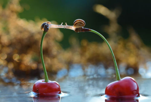 bedabug - Snails Kiss On Cherries [photo by Vyacheslav...