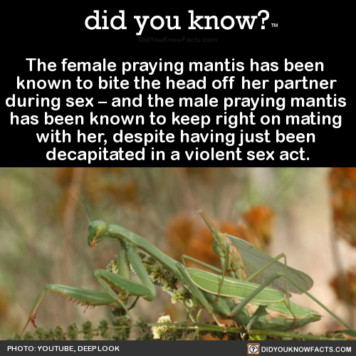 the-female-praying-mantis-has-been-known-to-bite