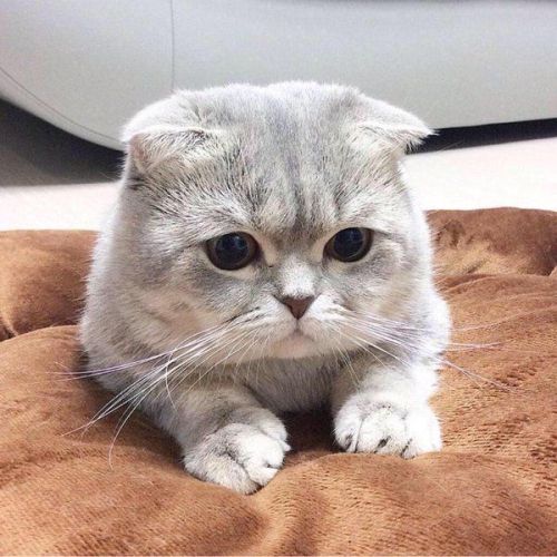 justcatposts:When your friends ignore you