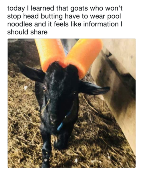 crunchy-moth-bean - beedablogs - naughty goats get the noodle...