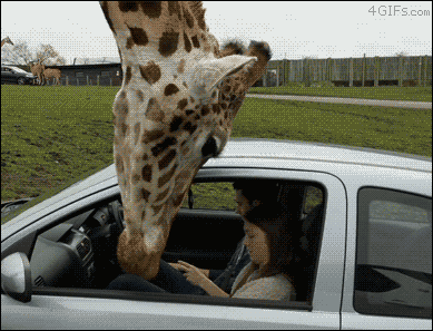 Жираф залез в окно