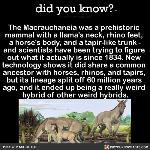 the-macrauchaneia-was-a-prehistoric-mammal-with-a