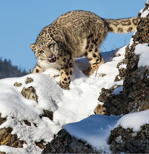 beautiful-wildlife - Snow Leopard by Norths Photographic...