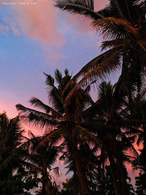 daluyon - pink skies and palm trees