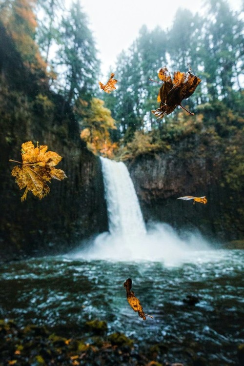j-k-i-ng:“Autumn In Oregon“ by | Dylan Kato