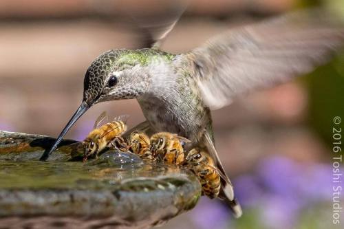 manukahoneyus - Hummingbird sharing water with bees - )