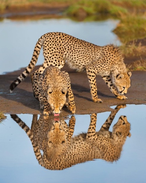 Cheetahs, Serengeti by © franslanting
Two young cheetah brothers are crouching down to drink from a water hole in the Serengeti. Cheetahs may be able to survive for long periods without drinking water and rely instead on the blood from their prey,...