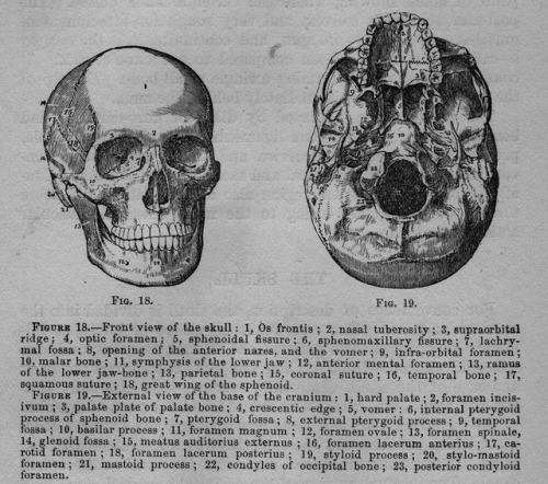 chaosophia218 - Vintage Anatomical Illustration of the Human...