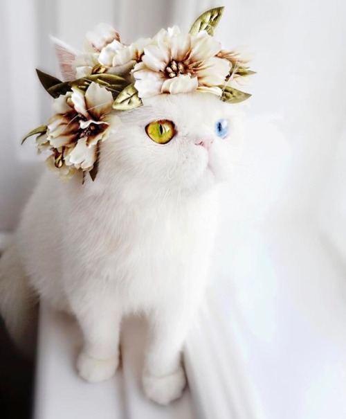 smouldered - animals-lovers - (Source)this cat is prettier...