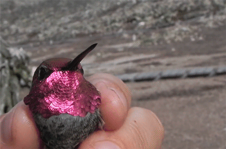 somanybird:fencehopping:Showing off a hummingbird’s...