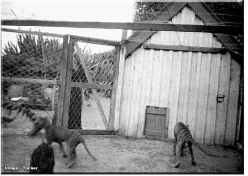 zeppelynns - Came across these rare thylacines photos today,...