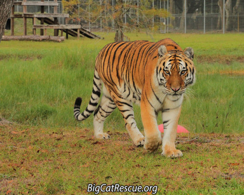 bigcatrescue - YOUR Input Requested - Frequently Asked...