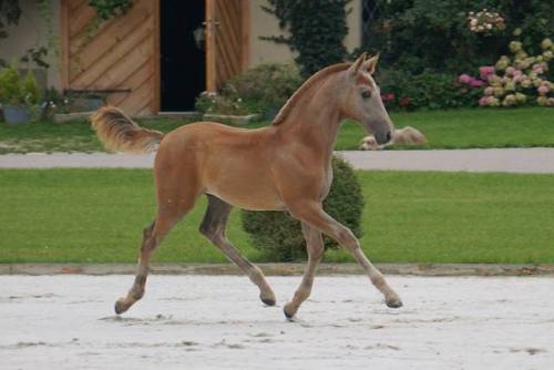 scarlettjane22 - Gestüt Schloss Amerang PRE horse breeder