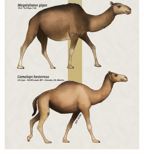 Evolution Series - A Caravan of CamelsWhen thinking of camels,...
