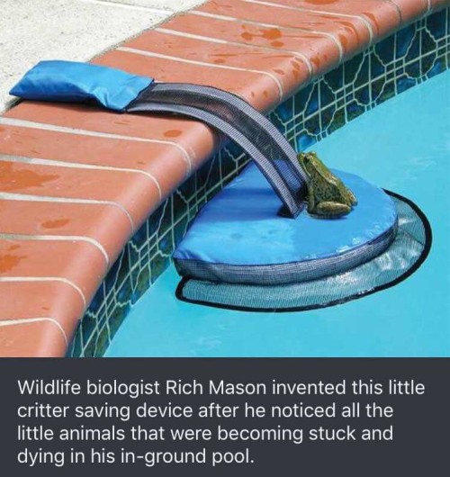 awesomacious:Critter Pool Ramp