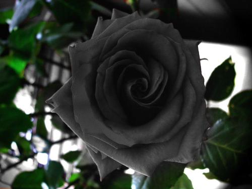 lapetitefleurcris:sixpenceee:Pure black roses do exist. The...