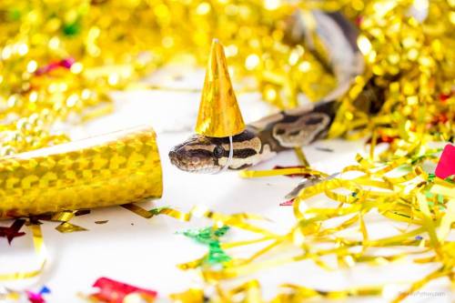 catsbeaversandducks - Snakey is a 4 year old Ball Python who...