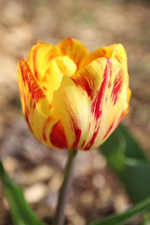 oreadfarallon - Tulips from Amsterdam 