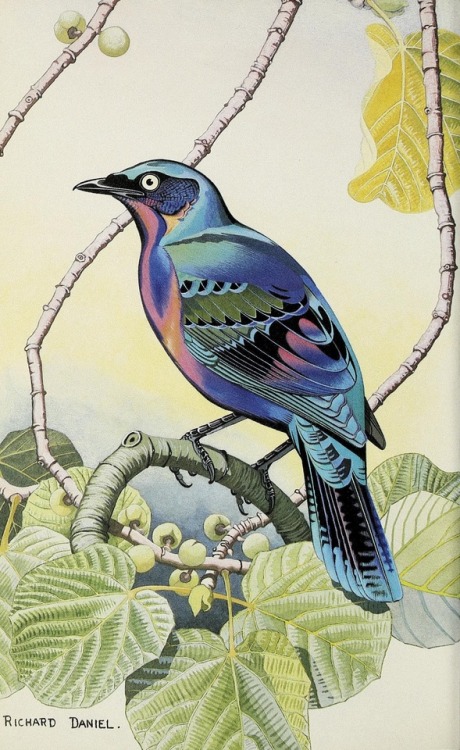 smithsonianlibraries - Colorful bird paintings from The...