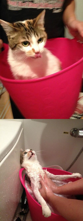 blackcatkin:catbountry:lolfactory:My cat thought she was...