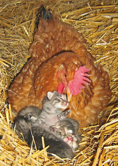 cryoverkiltmilk - catsbeaversandducks - Mama Hens And Their...