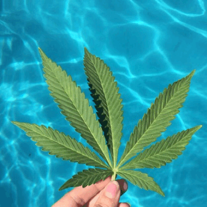 sativa-mermaid - Babe picked me a leaf while I was swimming 
