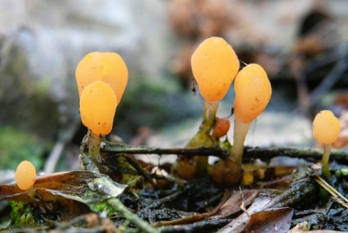 fun-with-fungi - Mitrula paludosa