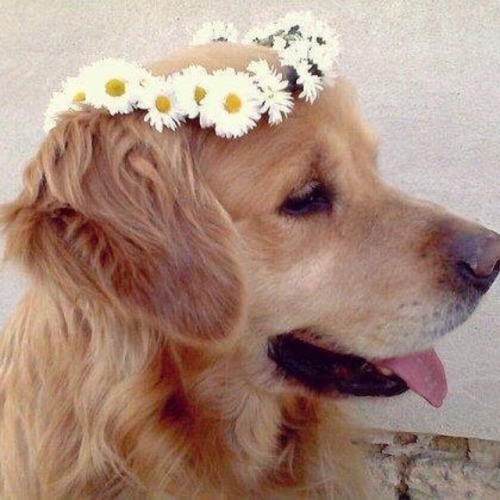fluffygif - A dog will teach you unconditional love. If you...
