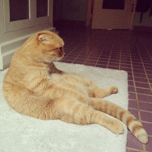 catsbeaversandducks -  ”I’ll just sit here and wait for dinner,...