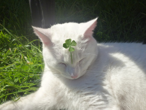 casidean - This is the lucky clover cat. reblog this in 30...