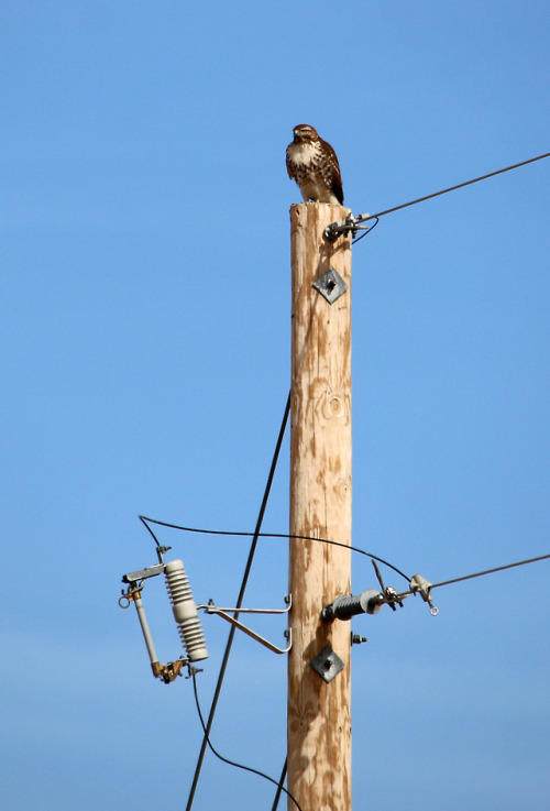 A Red-tailed Hawk perches on a telephone pole in New...