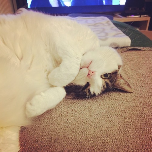 unflatteringcatselfies - This is my daughter Soda, she is a very...