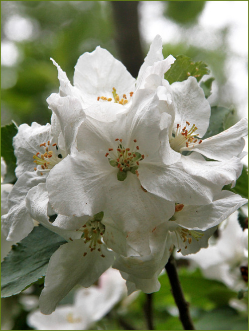 fotofreddy - Apple blossom