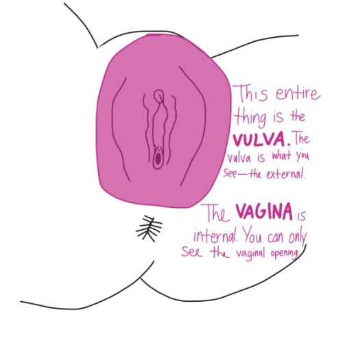 charmingbarbarian - adysphoric - Hello, I made parts of the vulva...