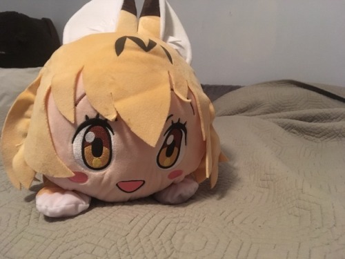 czechs-and-holdings - Blessed Serval Plushie who becomes your...