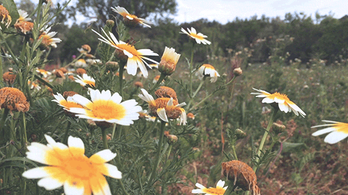 3rdquartermoon - pedromgabriel - - Hiking among wild daisies...