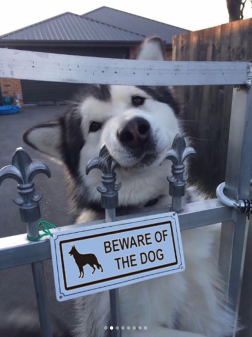 babyanimalgifs:Funny “beware of the dog” signs and the very...