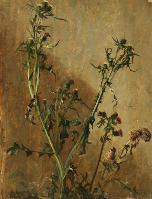 art-and-things-of-beauty:Studies of thistles by Christian...