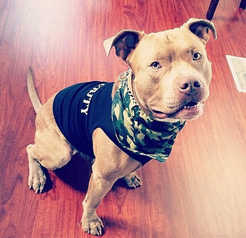 pitbullhut:S●H●A●R●E this if you are a pit bull lover. Let’s...