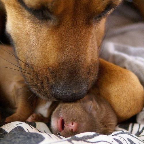 melstruelove - thecutestofthecute - More dogs with their...