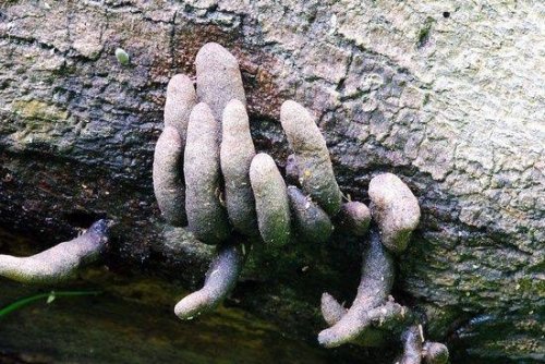 cedrwydden - sapphicrevan - [Caption - four pictures of mushrooms...