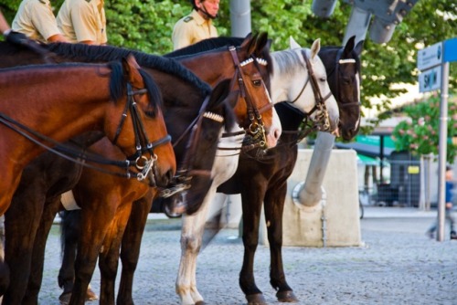 willkommen-in-germany - Police horses in München