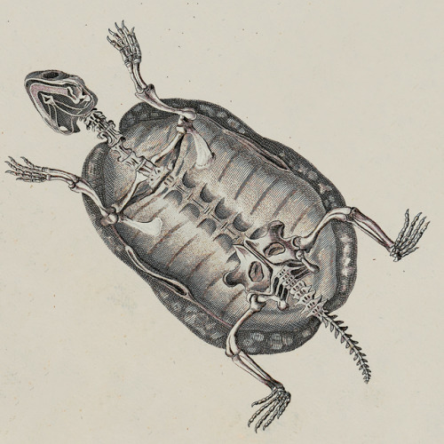 clawmarks - Miscellaneous turtle skeletons - Johann Daniel Meyer...