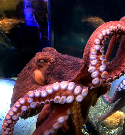 kindastetchy - Great Pacific Octopus