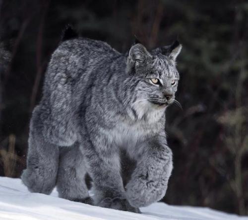 awwcutepets - Absolute unit of a Lynx! ���